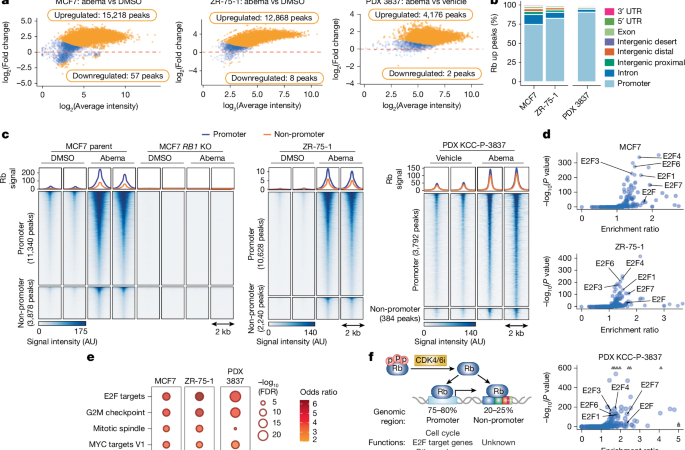 Rb-driven transcription limits its tumour-suppressive effects in breast cancer – Nature