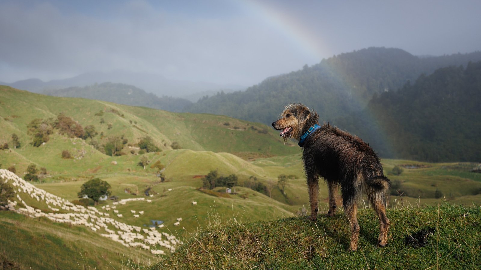 terrier on green hills with rainbow