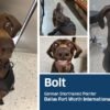 Say hello to the TSA’s Cutest Canine of 2026