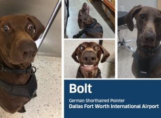 Say hello to the TSA’s Cutest Canine of 2026