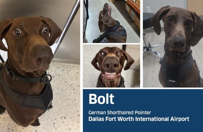 Say hello to the TSA’s Cutest Canine of 2026