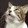 Scientists pinpoint the chemicals behind a cat’s signature urine smell