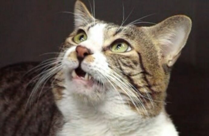 Scientists pinpoint the chemicals behind a cat’s signature urine smell