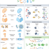 Shared principles of human and bacterial antiviral immunity – Nature