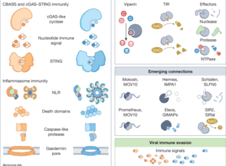 Shared principles of human and bacterial antiviral immunity – Nature