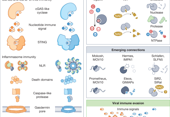 Shared principles of human and bacterial antiviral immunity – Nature