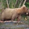 Silver cub spotted on Katmai Bear Cam
