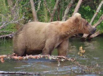 Silver cub spotted on Katmai Bear Cam