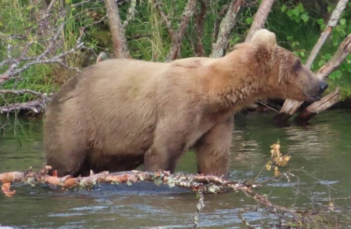 Silver cub spotted on Katmai Bear Cam