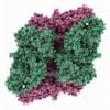 Sleuth identifies dozens of studies that used the wrong antibody