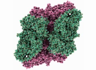 Sleuth identifies dozens of studies that used the wrong antibody