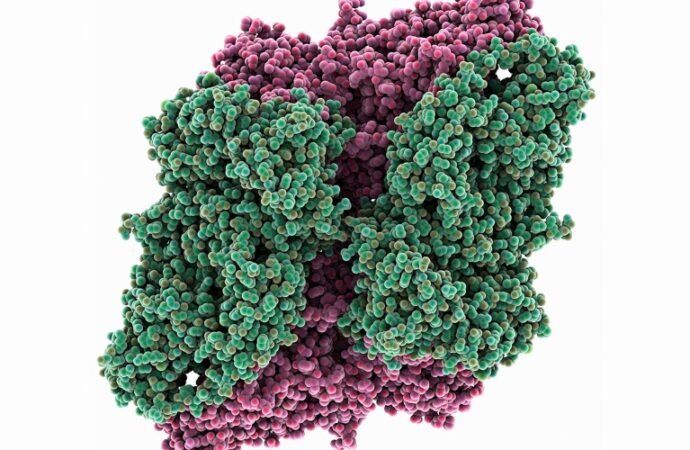 Sleuth identifies dozens of studies that used the wrong antibody