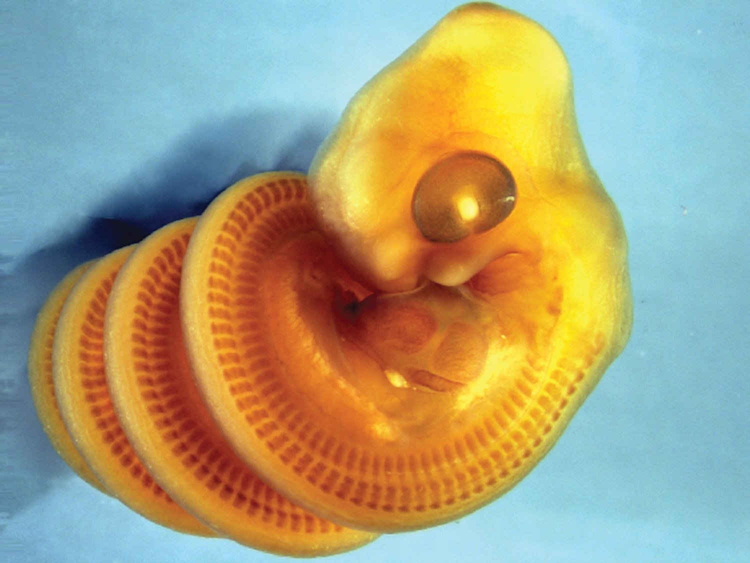 An embryo of Cape house snake (Boaedon capensis) stained to show developing muscle blocks in the trunk. The embryo shows right-handed coiling. Credit: Raul Diaz / California State University Los Angeles