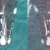 Southern right whales have bumpy ‘fingerprints’ on their heads