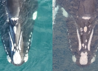 Southern right whales have bumpy ‘fingerprints’ on their heads