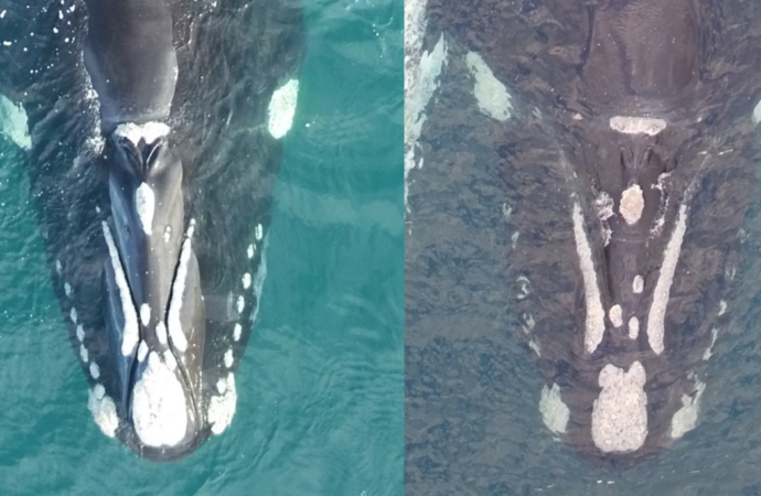 Southern right whales have bumpy ‘fingerprints’ on their heads