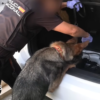 Spanish police arrest 78 people in bust of ‘one of largest’ smuggling networks