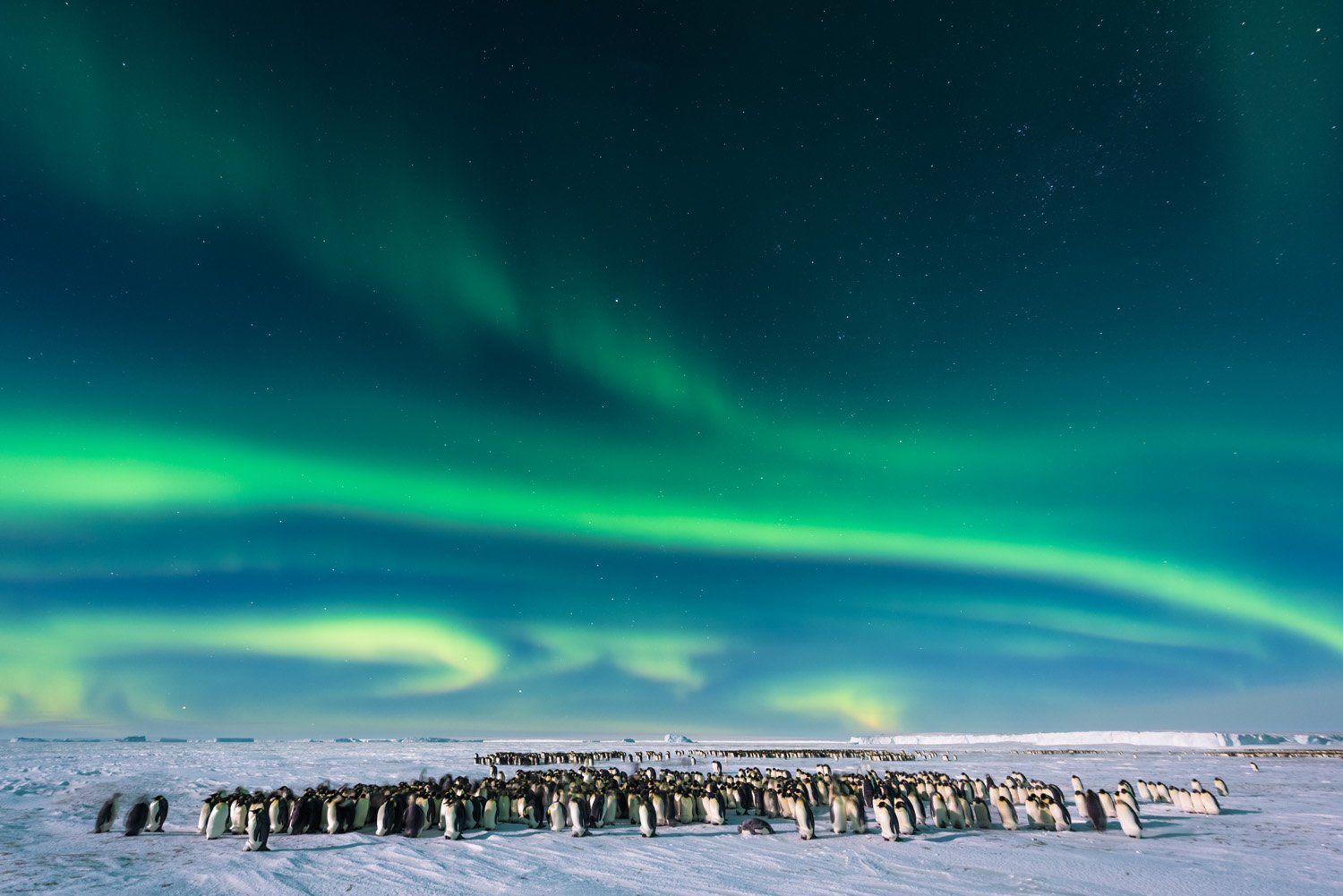 penguins under northern lights