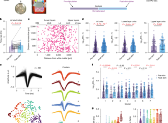 Stimulation modulates gene-linked cell assemblies in the human brain – Nature
