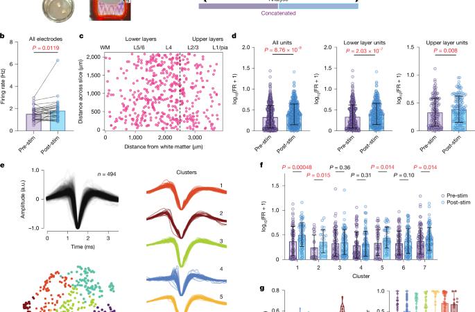Stimulation modulates gene-linked cell assemblies in the human brain – Nature