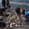 Stingray lashings up as marine heat wave off Southern California draws more to shore