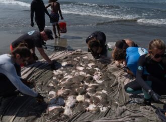 Stingray lashings up as marine heat wave off Southern California draws more to shore