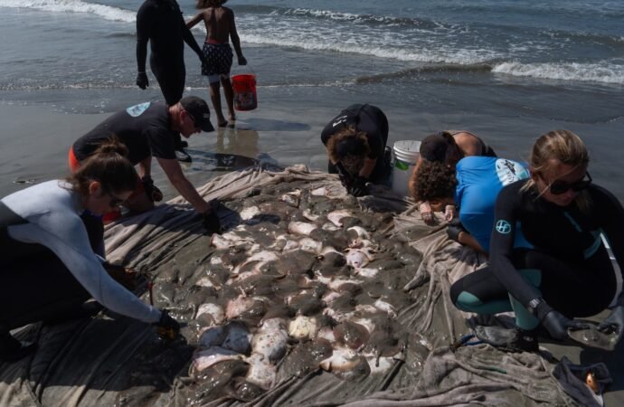 Stingray lashings up as marine heat wave off Southern California draws more to shore