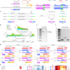 Structural mechanism governing the directionality of bridge recombination – Nature