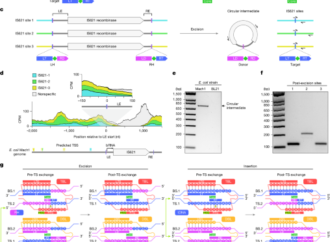 Structural mechanism governing the directionality of bridge recombination – Nature