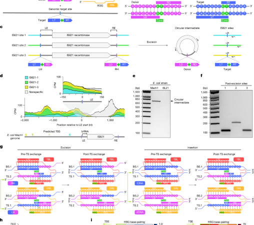 Structural mechanism governing the directionality of bridge recombination – Nature