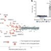Switching off the FNIP1 gene protects against metabolic disease