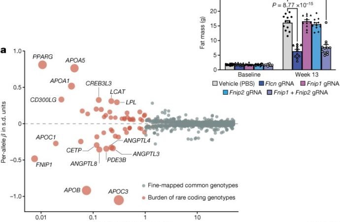 Switching off the FNIP1 gene protects against metabolic disease