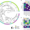 Synergistic degradation of fucoidans in the ocean – Nature
