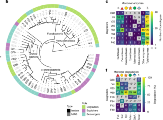 Synergistic degradation of fucoidans in the ocean – Nature