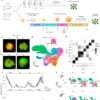 Temporal uncoupling of radial glia lineage progression in cortical organoids – Nature