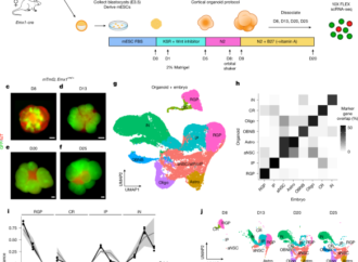 Temporal uncoupling of radial glia lineage progression in cortical organoids – Nature