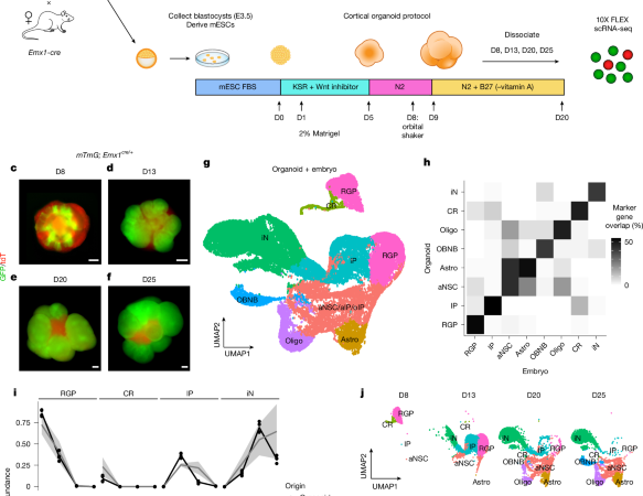 Temporal uncoupling of radial glia lineage progression in cortical organoids – Nature