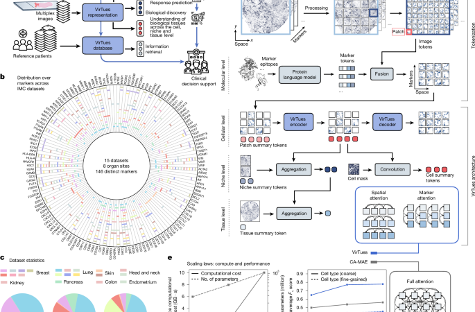 The Virtual Tissues foundation model resolves spatial proteomics across scales – Nature
