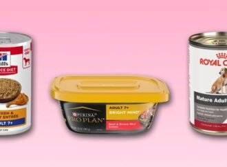 The best senior dog food can support joints, brain health, and muscle mass as dogs age