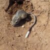 The cute, tiny Texas kangaroo rat needs help