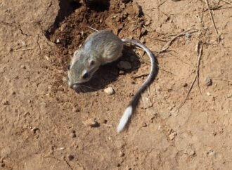 The cute, tiny Texas kangaroo rat needs help