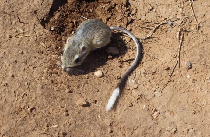 The cute, tiny Texas kangaroo rat needs help