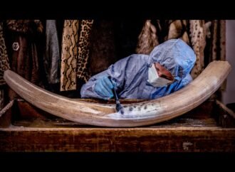 The forensic traces that can help catch poachers — July’s best science images