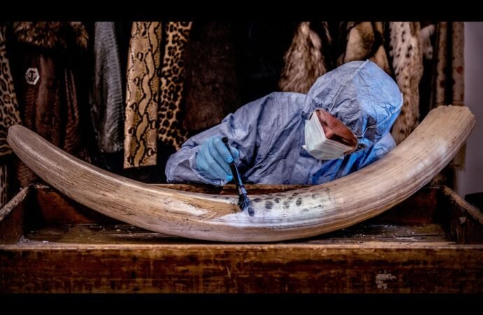 The forensic traces that can help catch poachers — July’s best science images