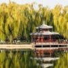 These trees are making air quality in cities worse