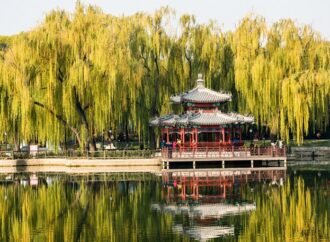These trees are making air quality in cities worse