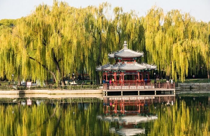 These trees are making air quality in cities worse