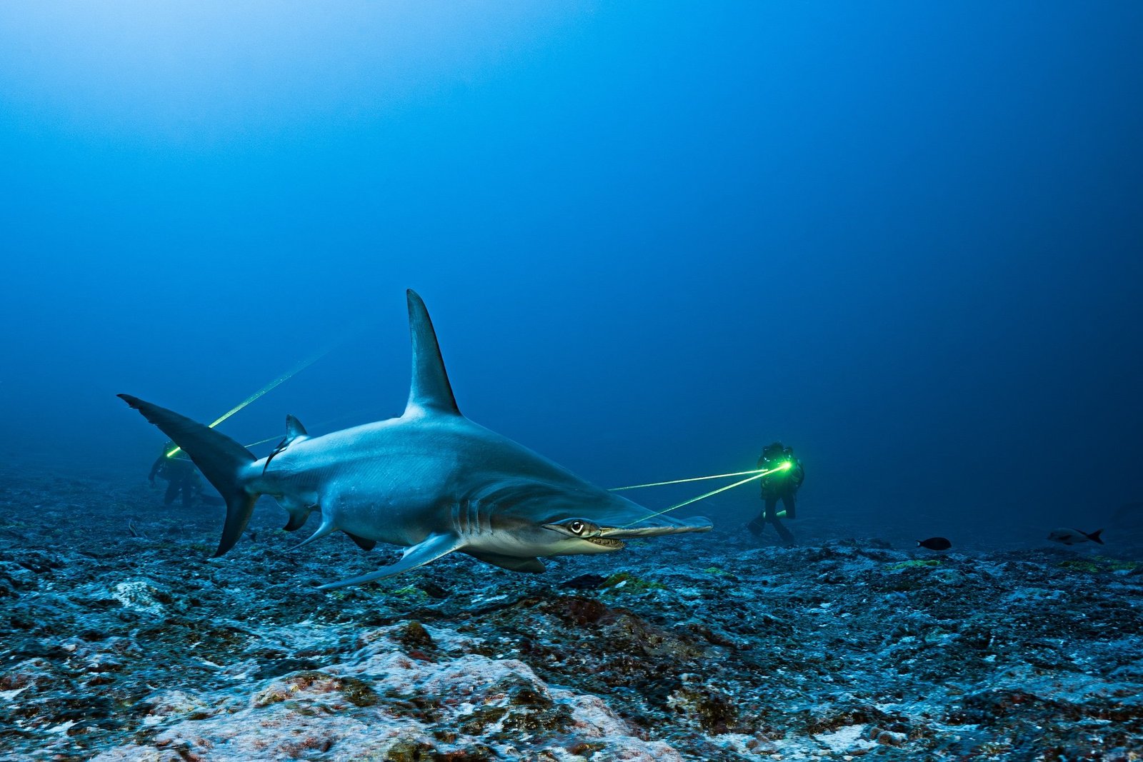 great hammerhead shark (