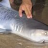 Tiger shark caught off Massachusetts could be sign of warming waters