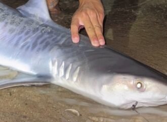 Tiger shark caught off Massachusetts could be sign of warming waters